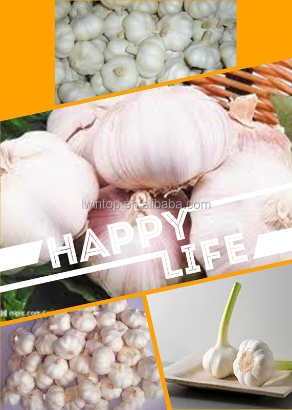 wholesale garlic price export to USA