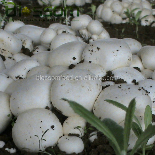 IQF frozen fresh sliced champignons sliced white mushroom