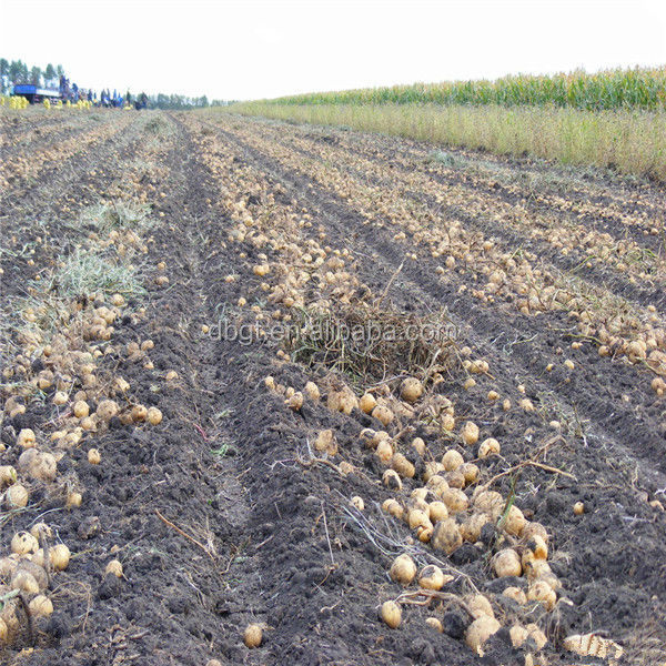 2014 shaanxi fresh potato bulk
