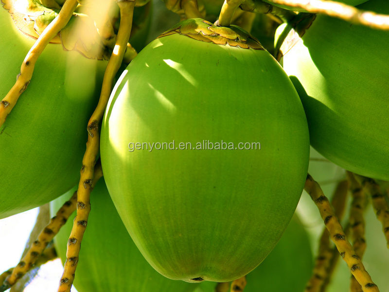 fresh coconut water processing machine / coconut water making machine