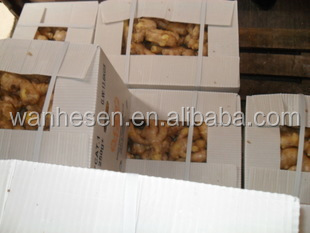 bulk new crop fresh ginger in China