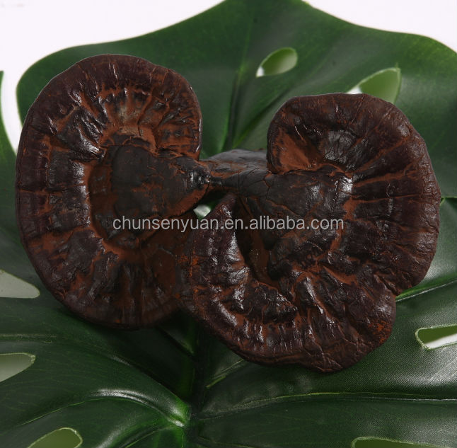 Export ganoderma lucidum canned button mushroom to kazakhstan