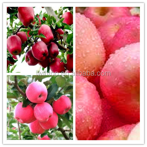2014 new crop Fuji red apple red delicious apple