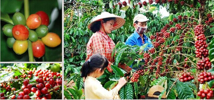 2013 Crop raw coffee beans