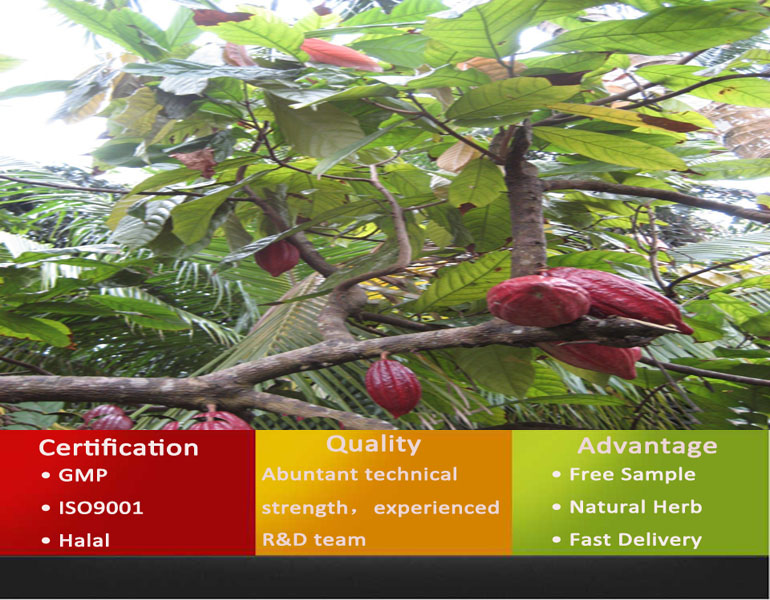 Cocoa Powder/Natural Cocoa Powder/Pure Cocoa Powder