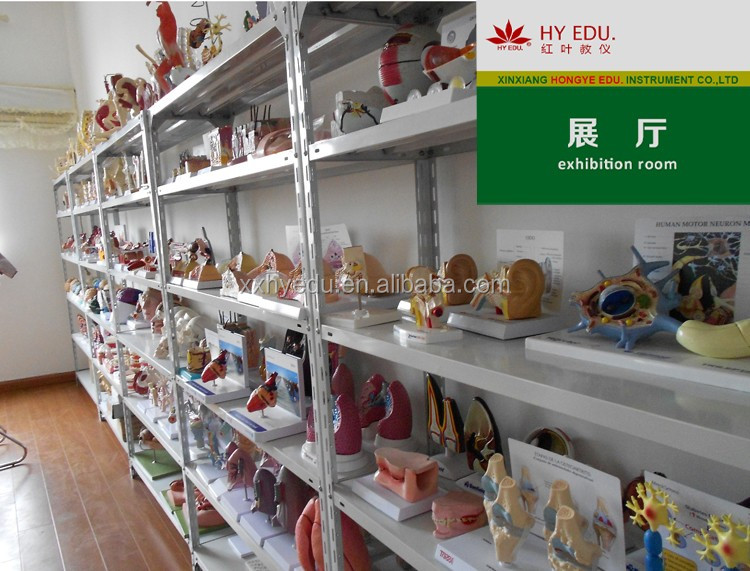 Direct factory medical skeleton model 85cm with internal organ  model.jpg