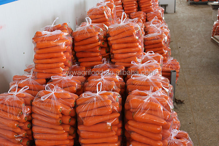 bulk carrot/carrots fresh/wholesale organic carrots