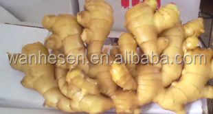 factory fresh ginger, quality fresh ginger, half dry ginger -air dry ginger