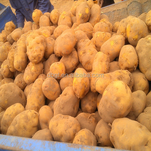 2014 New fresh potatoes from China. Best-selling markets