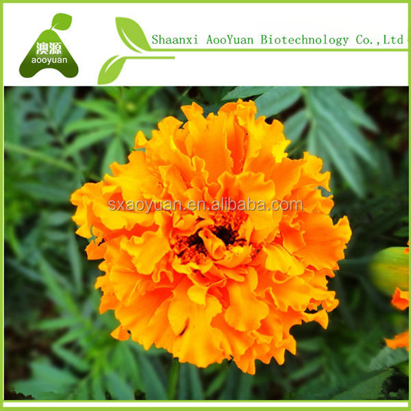 Marigold extract zeaxanthin 5% HPLC