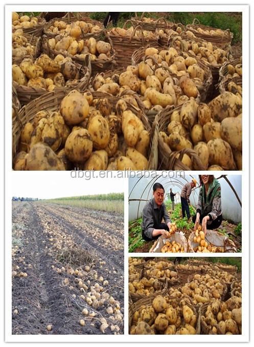 organic fresh sweet potato/purple sweet potato with reasonable price