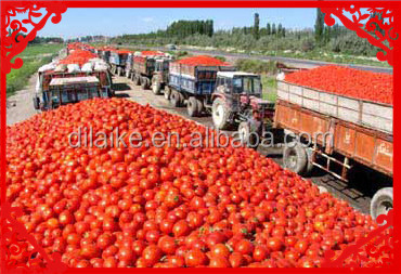 bulk tomato paste in drum