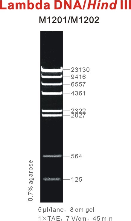 lambda DNA.jpg
