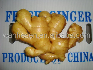 2014 High Quality New Crop Chinese Fresh Ginger Exporter in Shandong of China