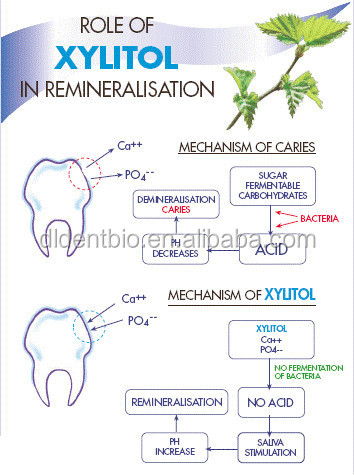 role-of-xylitol