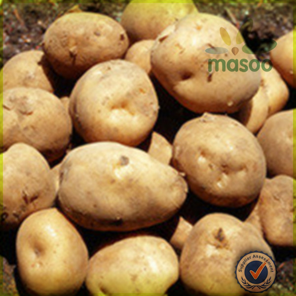 holland potato certified fresh sweet potato exporter