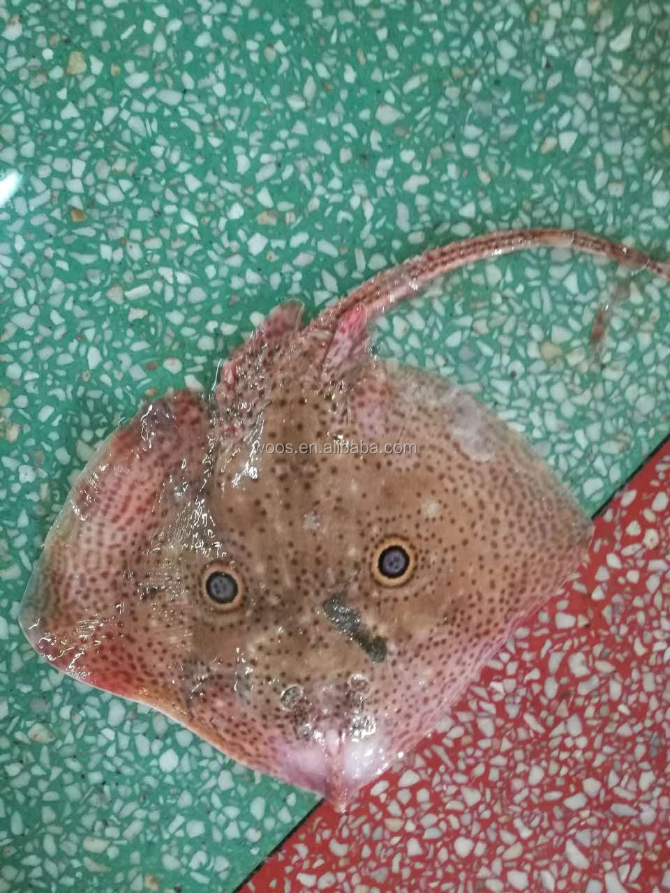 frozen skate fish