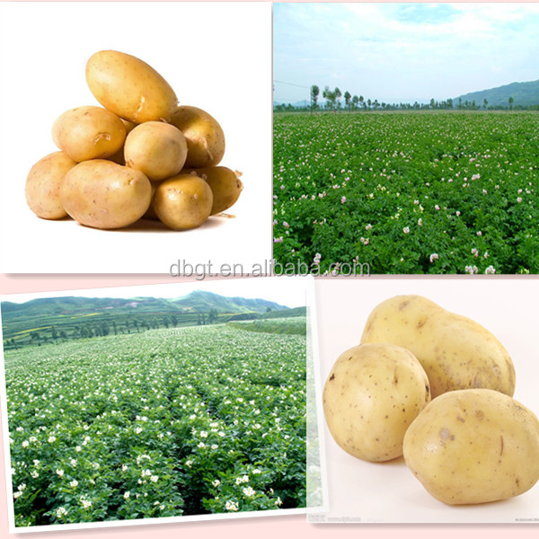 2014 New crop cheap and fine fresh potato in northwest of China