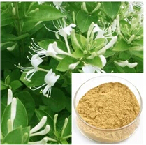 Factory supply natural pure Honeysuchle Flowers Extract