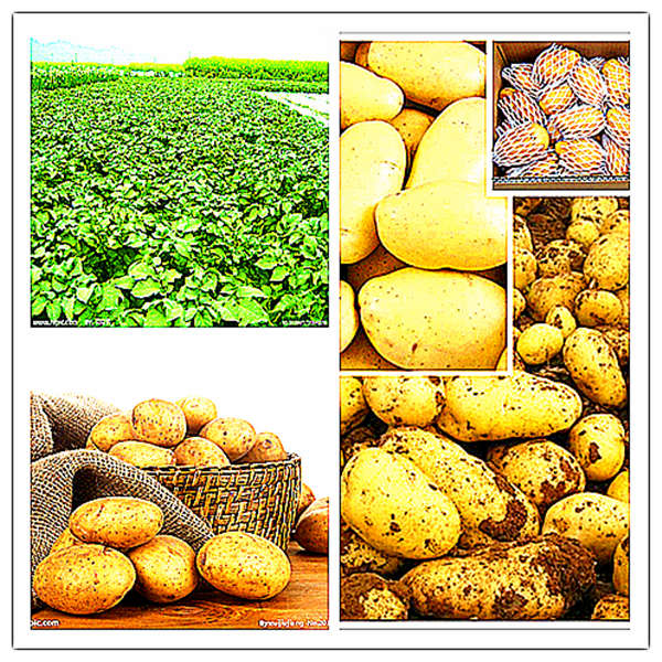 2014 Top Quality Chinese New Crop Fresh Potato For Sale