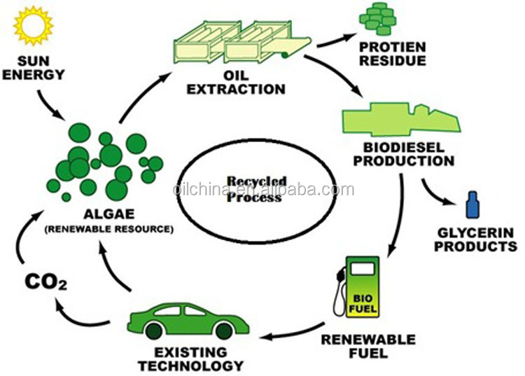 b100 good quality biodiesel production machine/plant