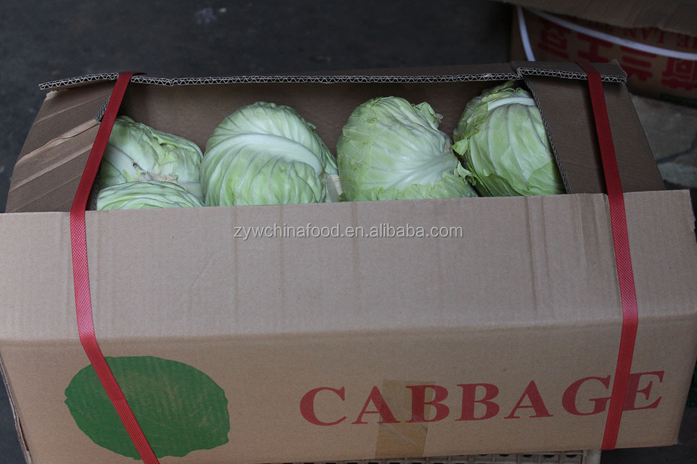 Fresh Green/Red Cabbage New Corp Cabbage Hot Sale
