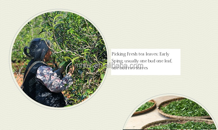 New Processing Pu erh Cha bing tea for sale