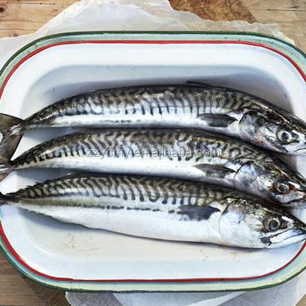 canned japanese mackerel in natural oil