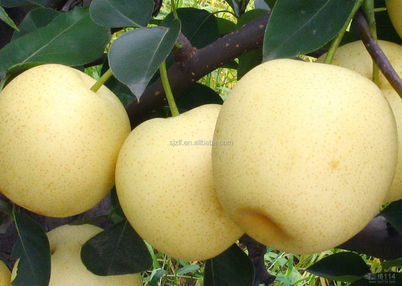 2014 Fresh Pear Farm Directly Supply