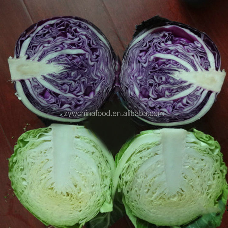 New Crop Chinese Cabbage Fresh Organic Cabbage - Good Supplier