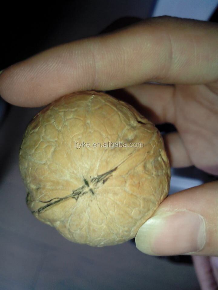 walnut in shell YKE-WS1