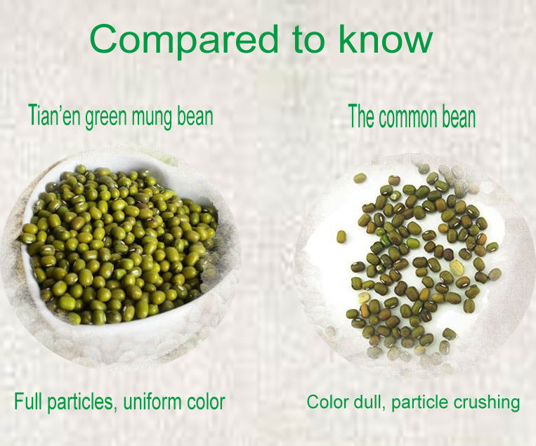 2013 Mung Green Beans for Sprouting with competitive price