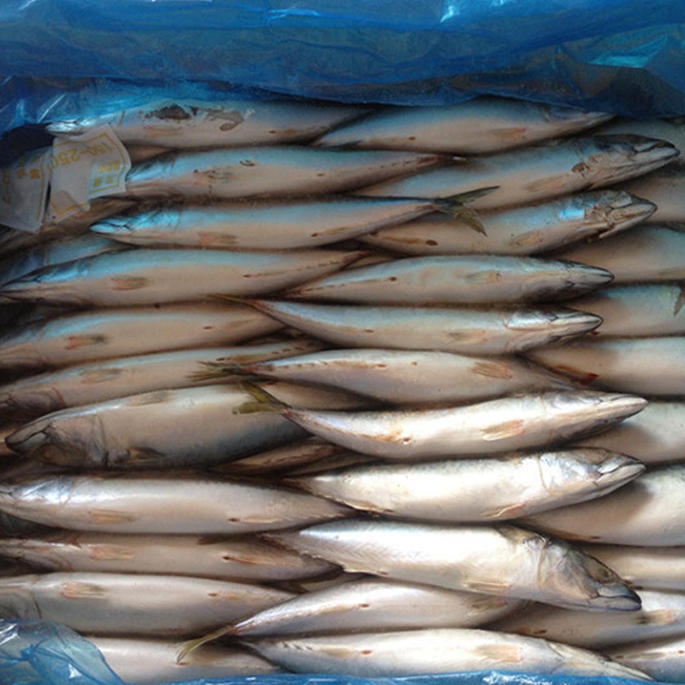 chinese product frozen mackerel fish whole for sale