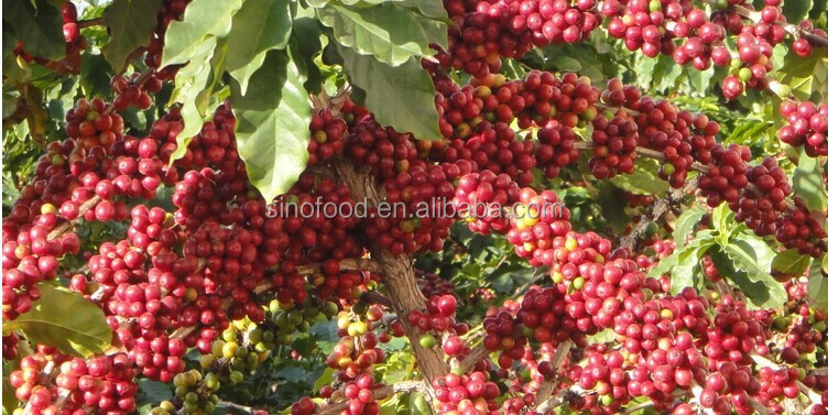 Enhance the value of high quality green coffee beans