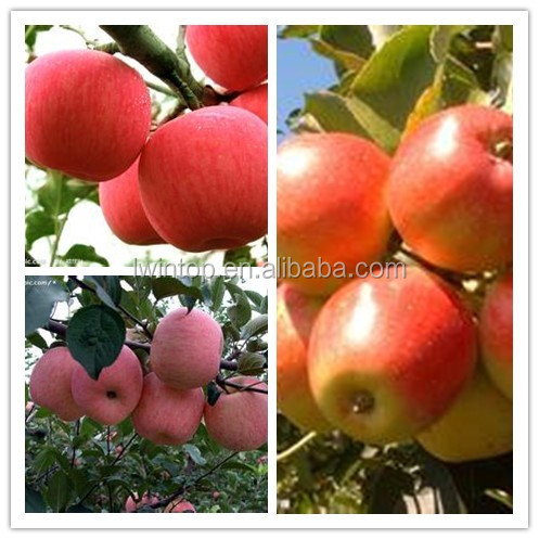 2014 new crop fresh apple with ISO GLOBAL GAP HACCP