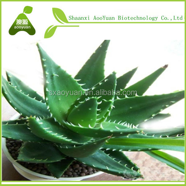 aloe vera essential oil/aloe vera oil
