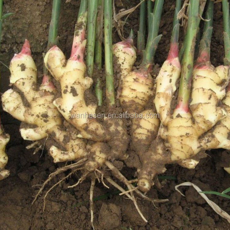 cheap price of fresh ginger in egypt