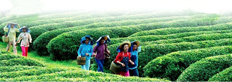 Hot herbal slimming hand made gunpowder green tea