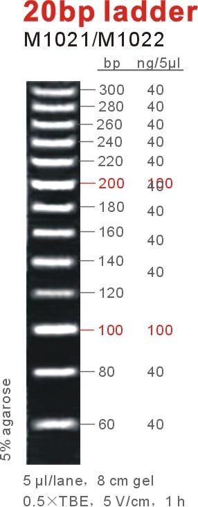 20bp ladder2