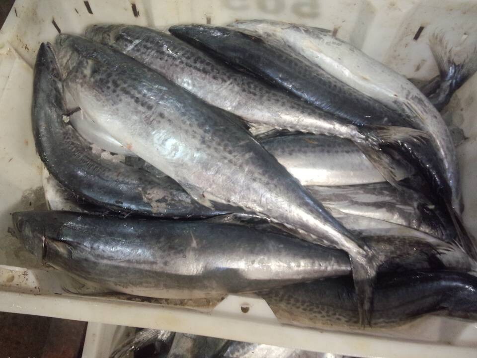spanish mackerel (2)