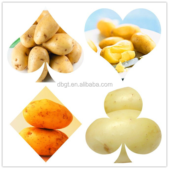 chinese fresh potato for export,holland potato on hot sale