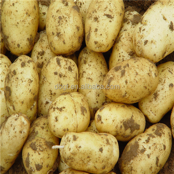Fresh potato production base/fresh potato factory/holland potato