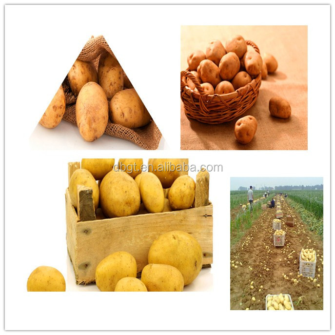 fesh holland potato export to all over the world/chinese high quality holland potato