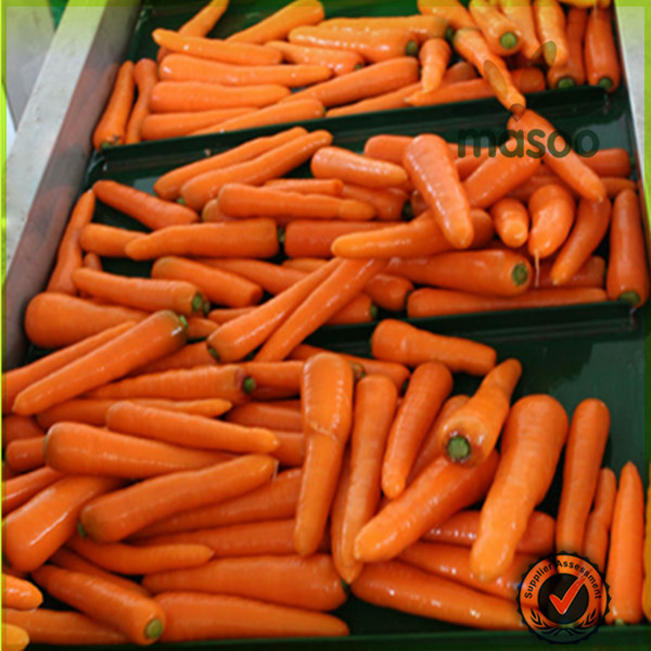 2014 new crop fresh plush carrot /fresh carrot price/carrot exporter in China