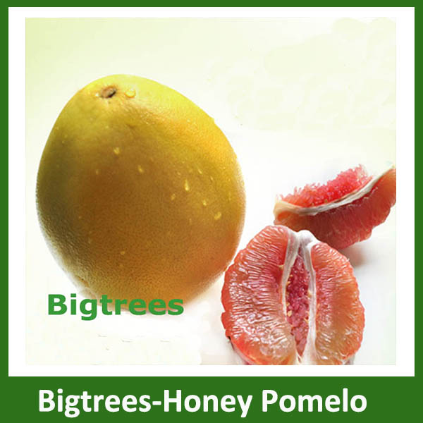 2014 fresh honey pomelo