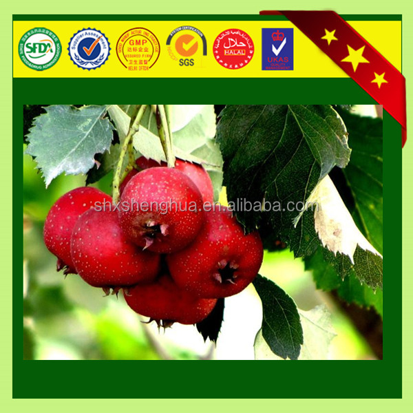 2014 free sample new arrival GMP factory supply Hawthorn Fruit P.E powder