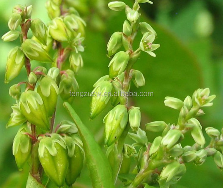 pure nature tartary buckwheat