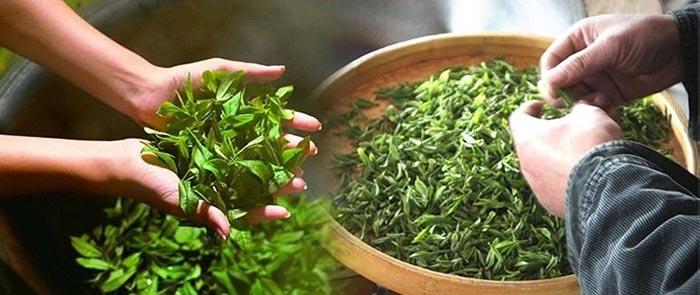 Spring refined flavored famous gunpowder green tea