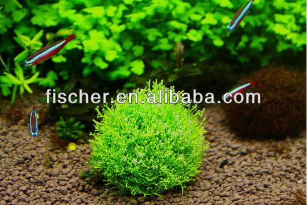 1-10pcs Marimo Moss Ball Cladophora Aquarium Plant Fish Aquarium Deco Algae.