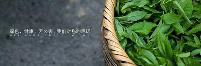 Spring refined flavored famous gunpowder green tea